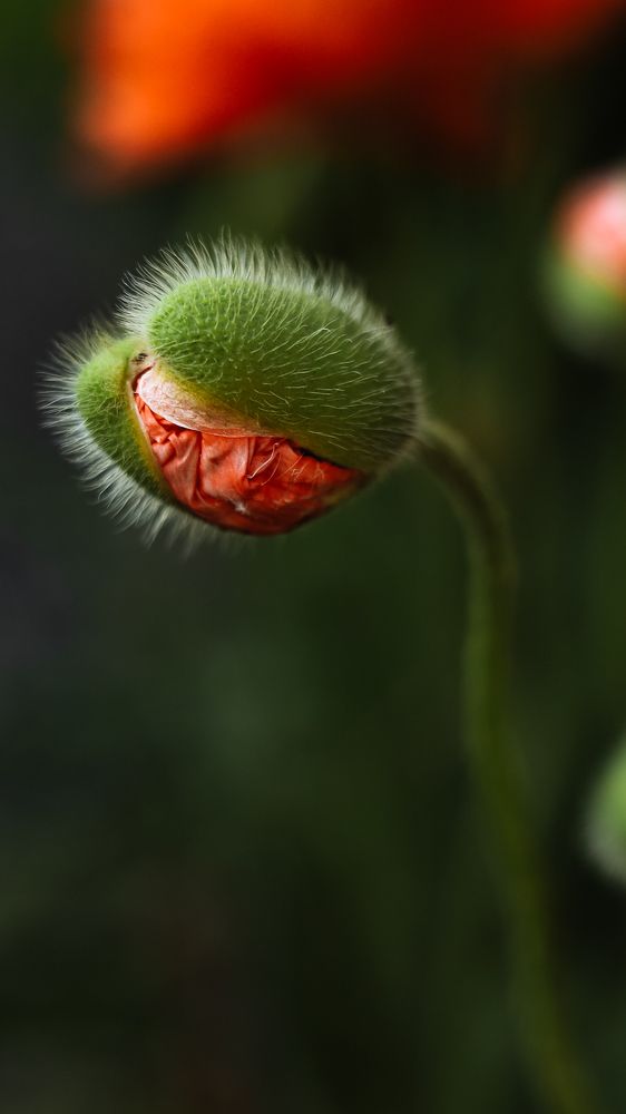 Photograph by Наталья Лобанова