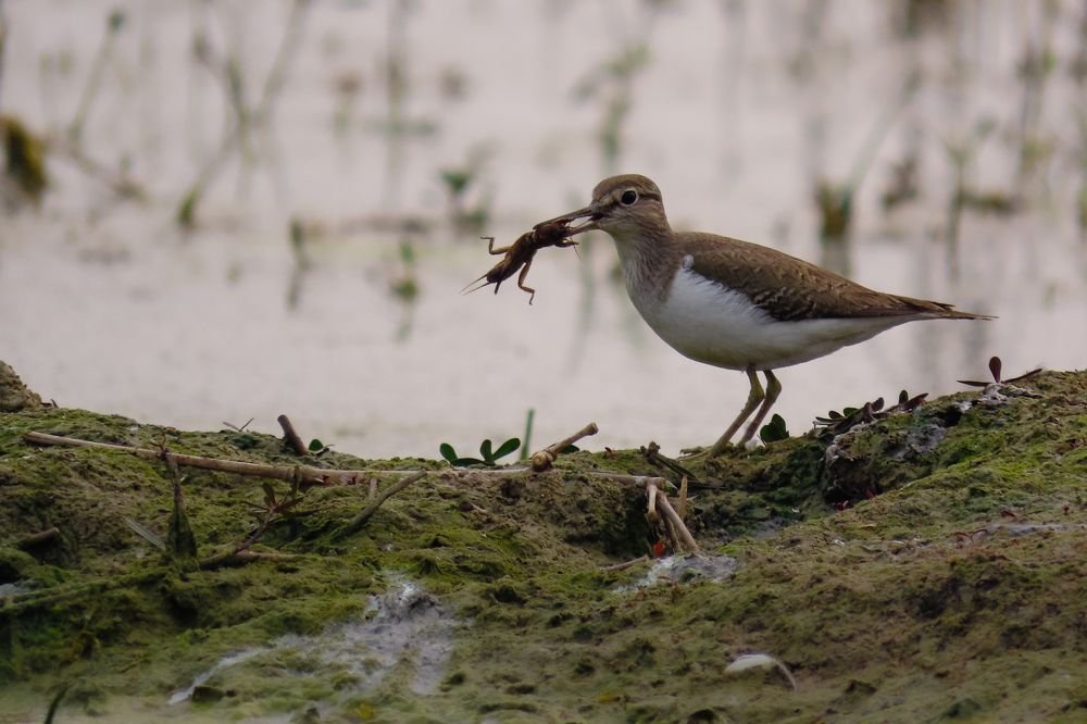 Photograph by Mukesh Kumar Mahato