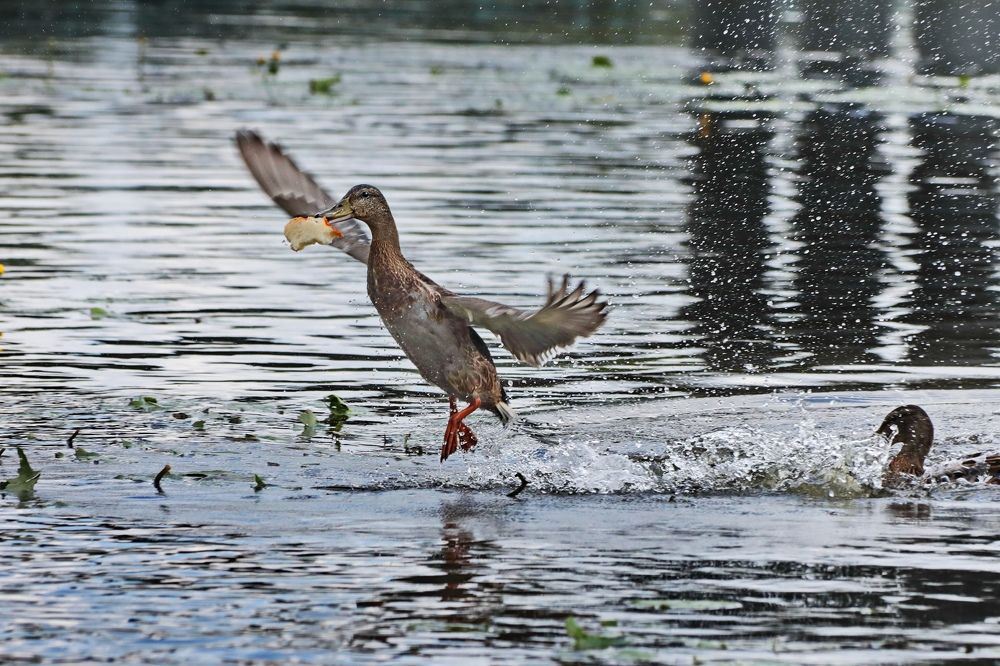 Photograph by Татьяна Бравая