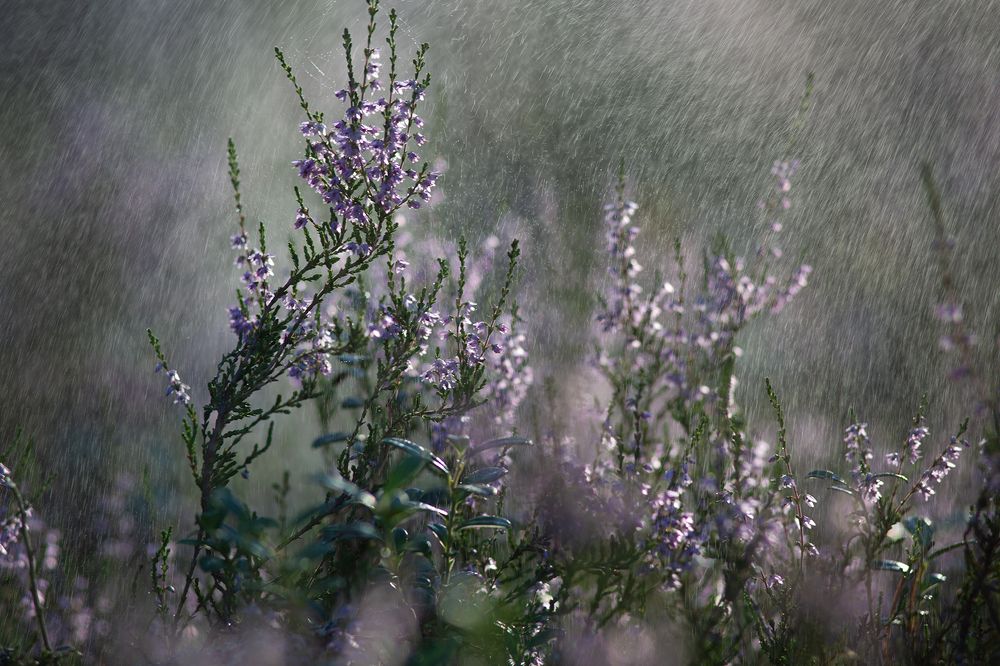 Photograph by Наталия Колтакова