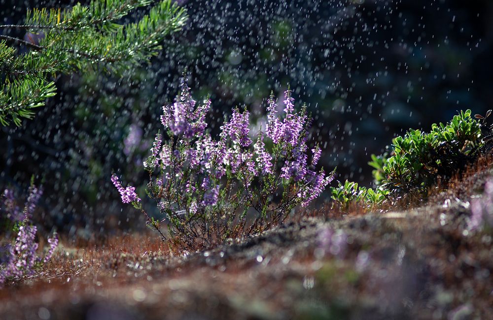 Photograph by Наталия Колтакова