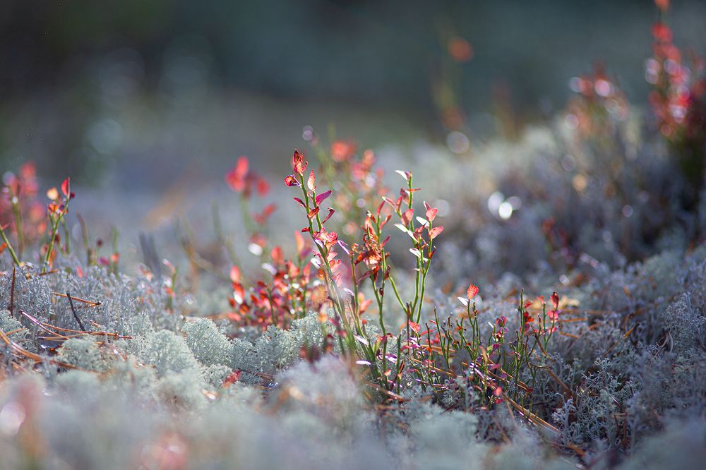 Photograph by Наталия Колтакова