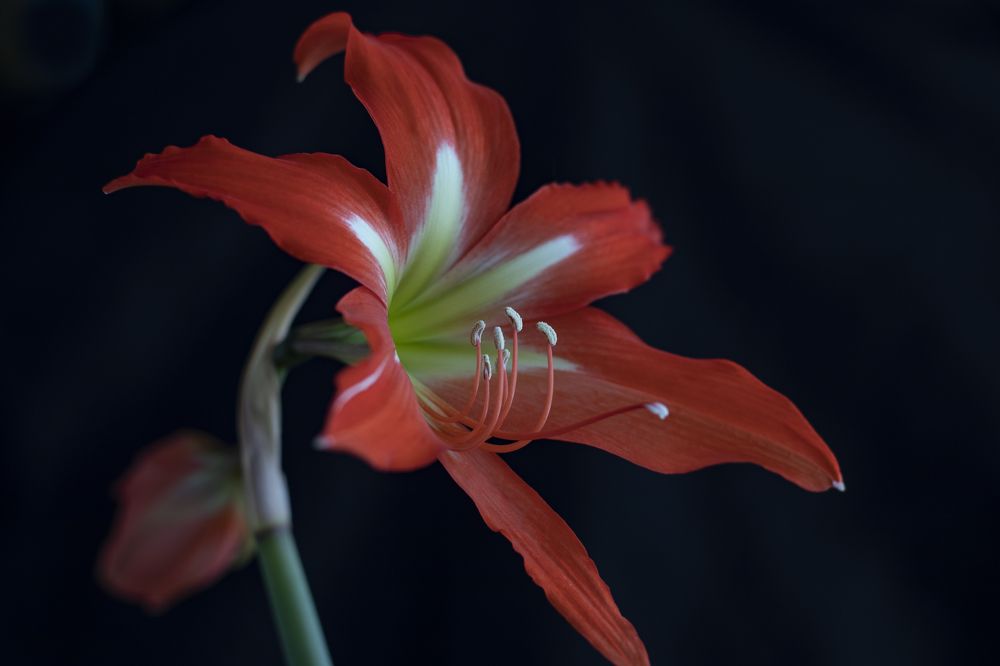 Photograph by Светлана Тарханова