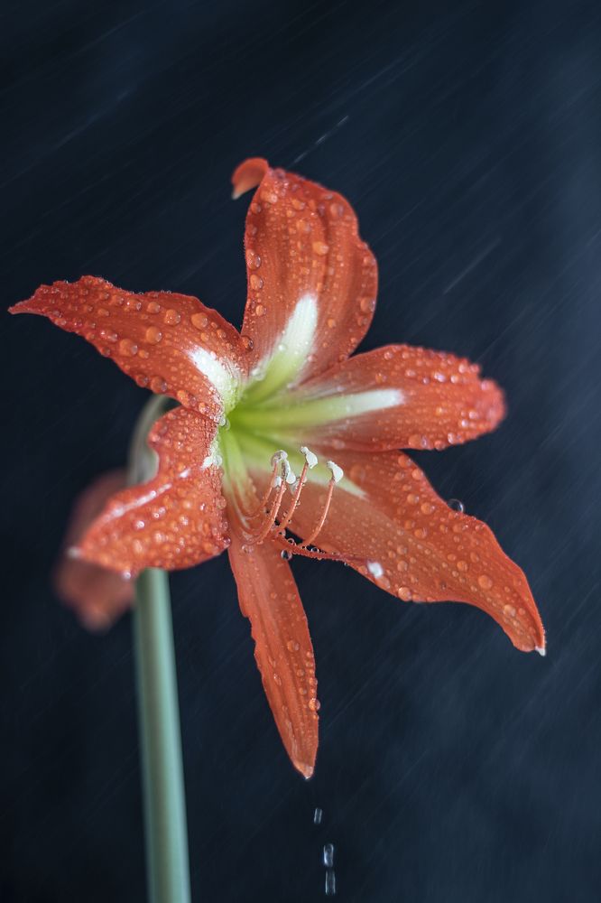 Photograph by Светлана Тарханова