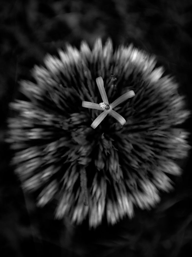 Photograph by Saeed Nosrati