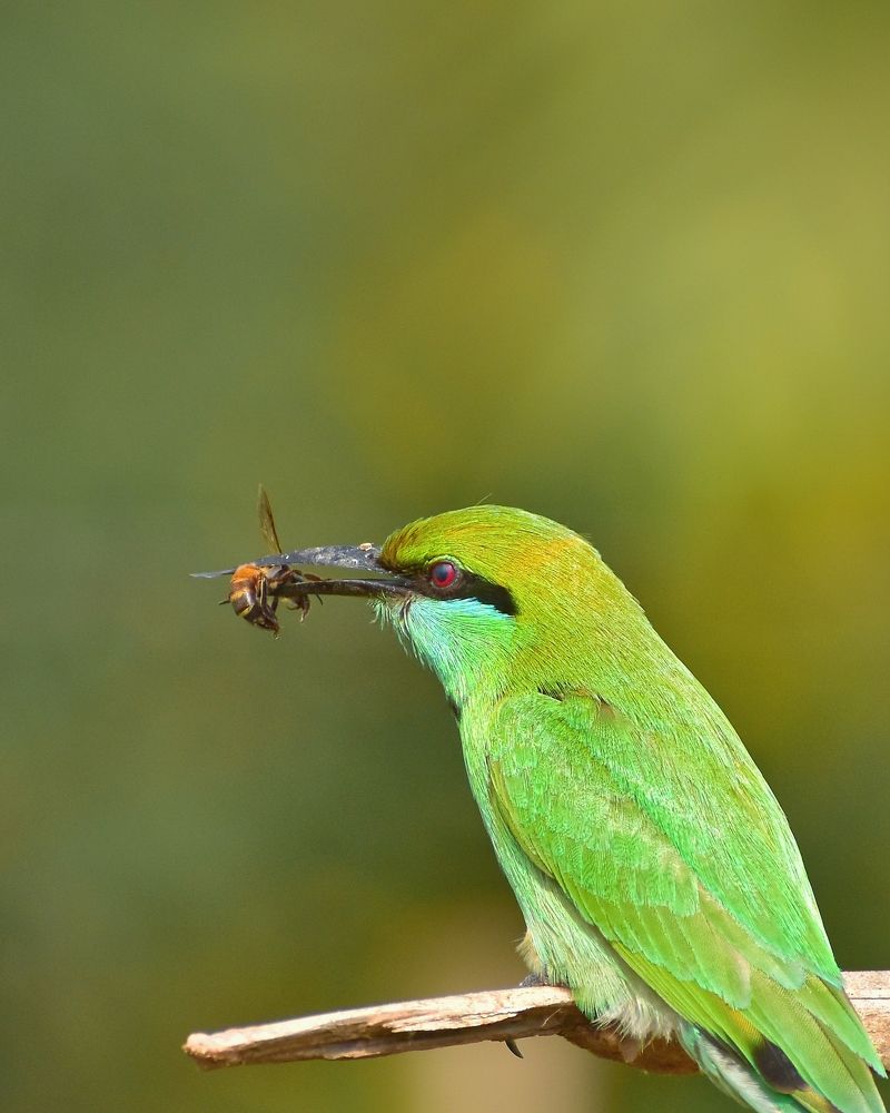 Photograph by SAPTARSHI PAL