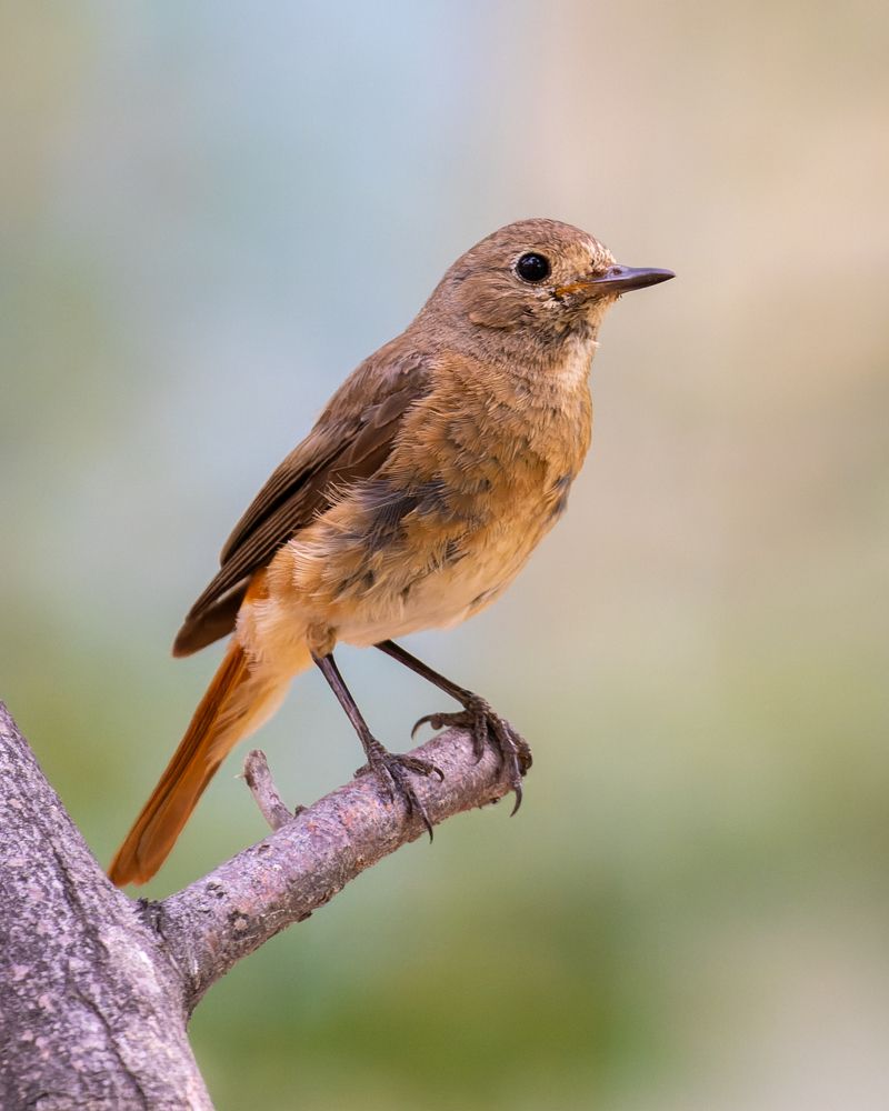 Photograph by Филипп Циплёнков