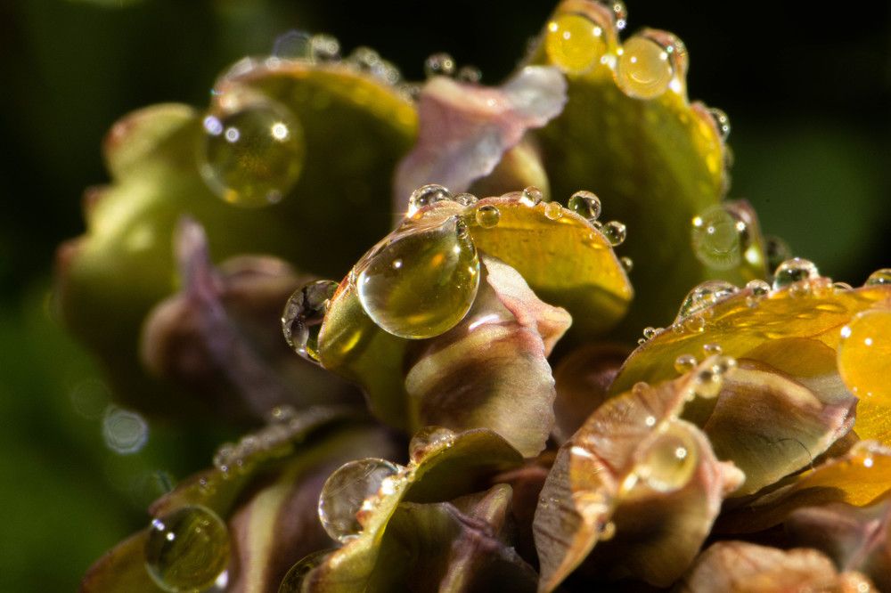 Фотография автора Екатерина Счасная