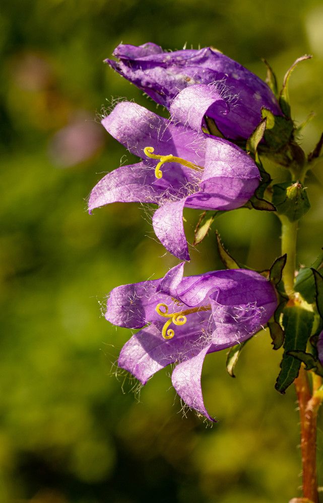 Фотография автора Екатерина Счасная