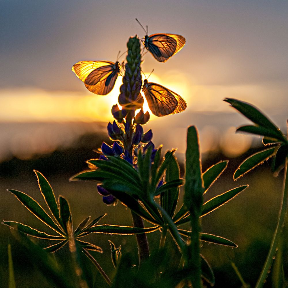 Фотография автора Владимир Чуприков