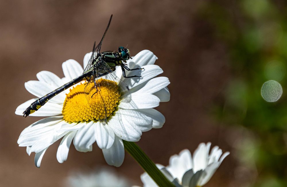 Фотография автора Екатерина Счасная