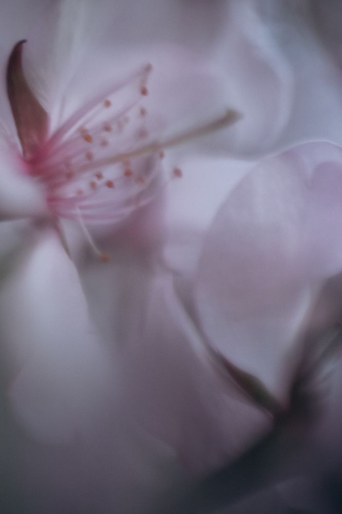 Photograph by Гузель Миникаева