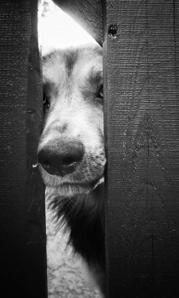 Photograph by Кривенко Владимир