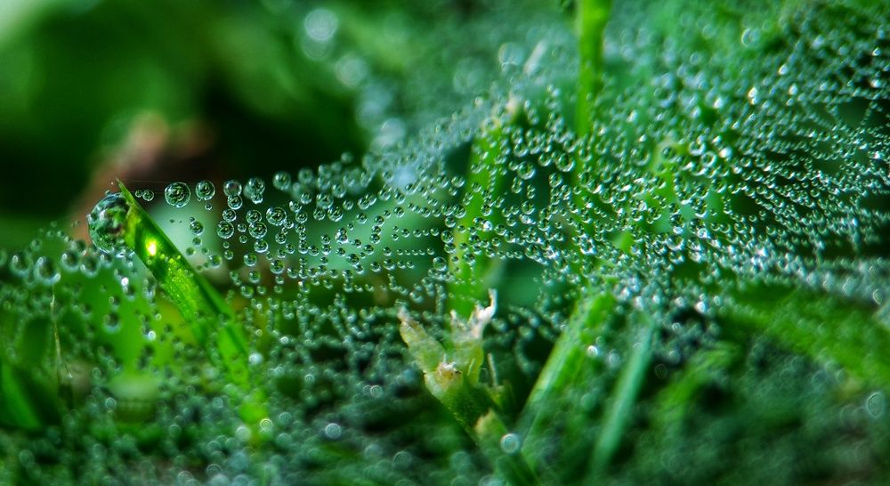 Dewdrops on a cobweb