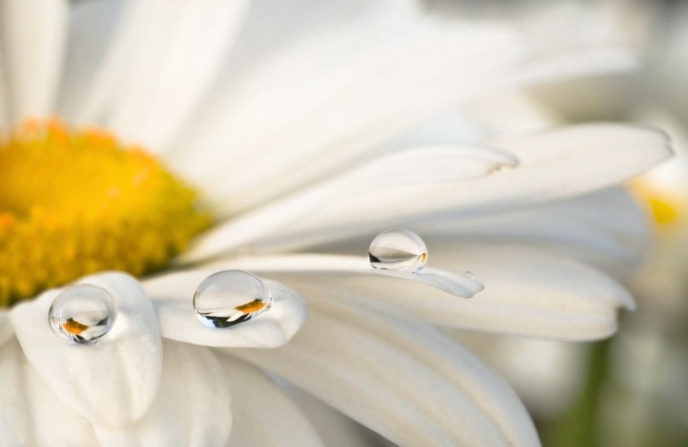 Photograph by Солодар Виктория