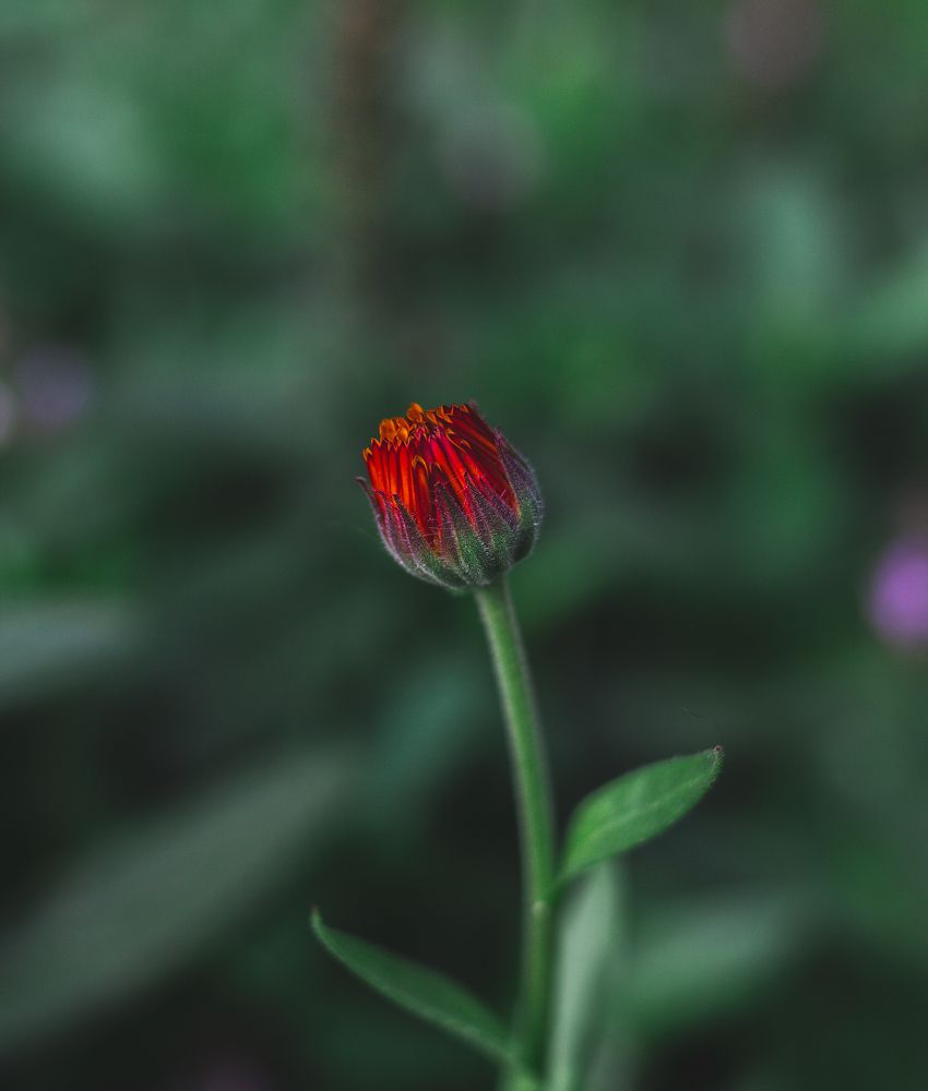 Photograph by Natalya Zimakova