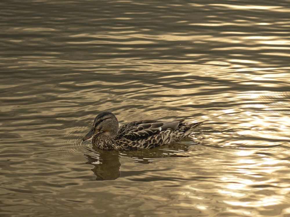 Photograph by Наталья Ситова