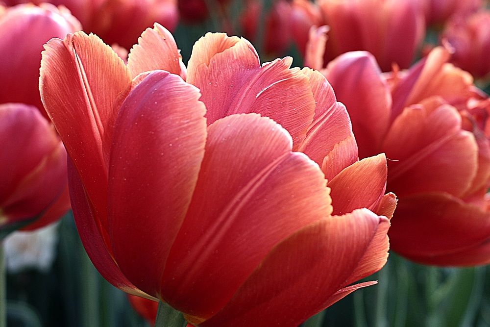 Photograph by Анастасия Свиридова