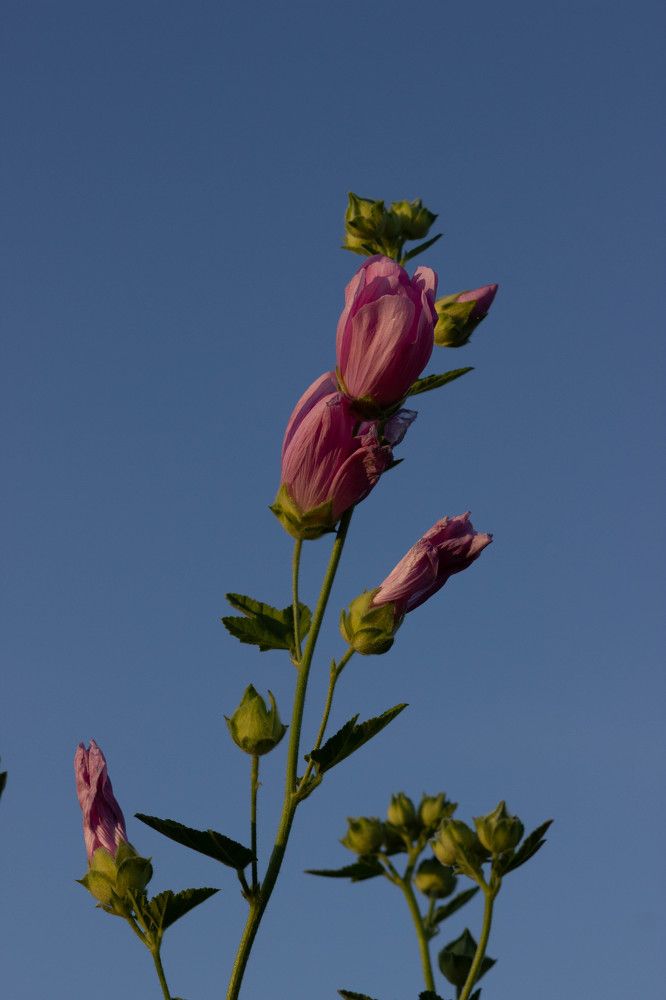 Photograph by Лилия Маяковски