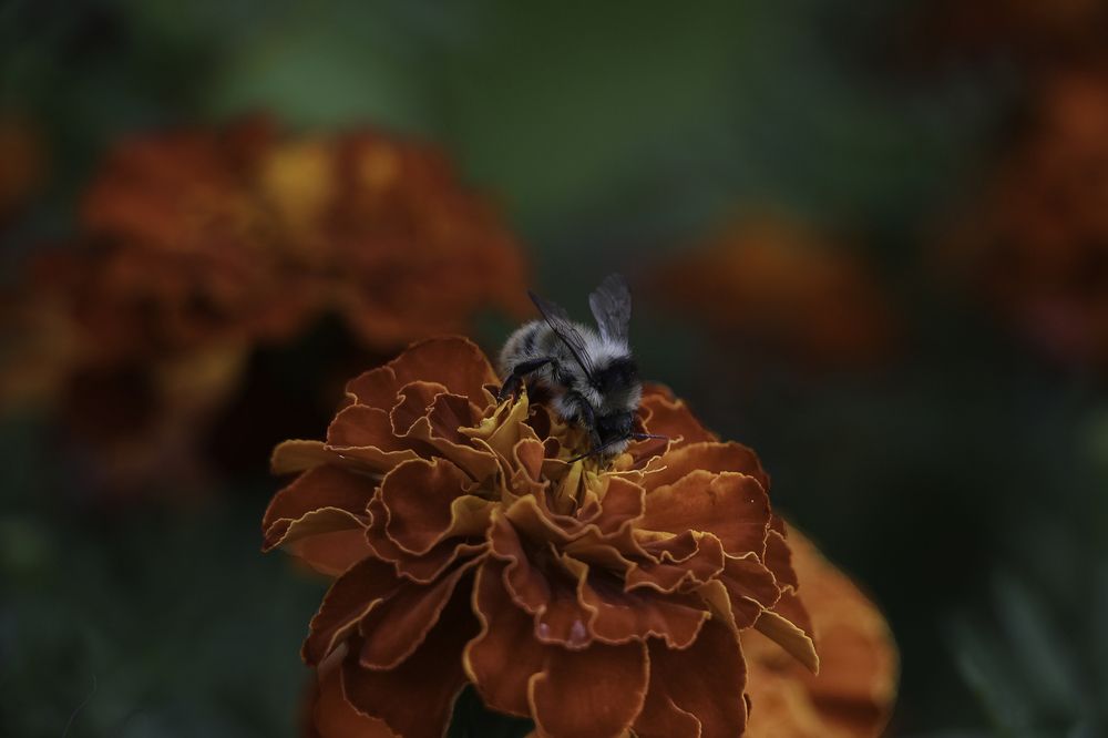 Photograph by Марианна Бессонова