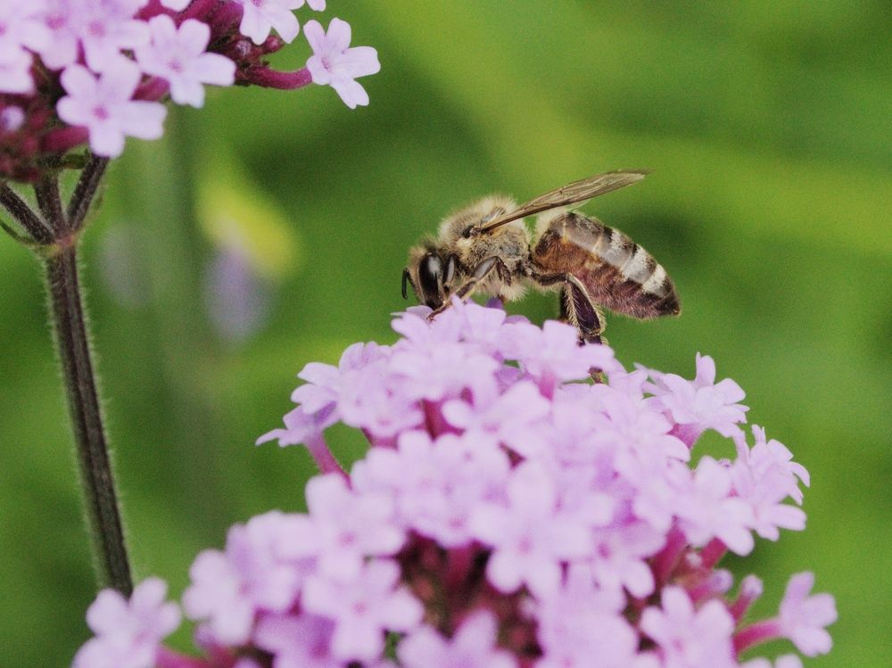 bee on verbena