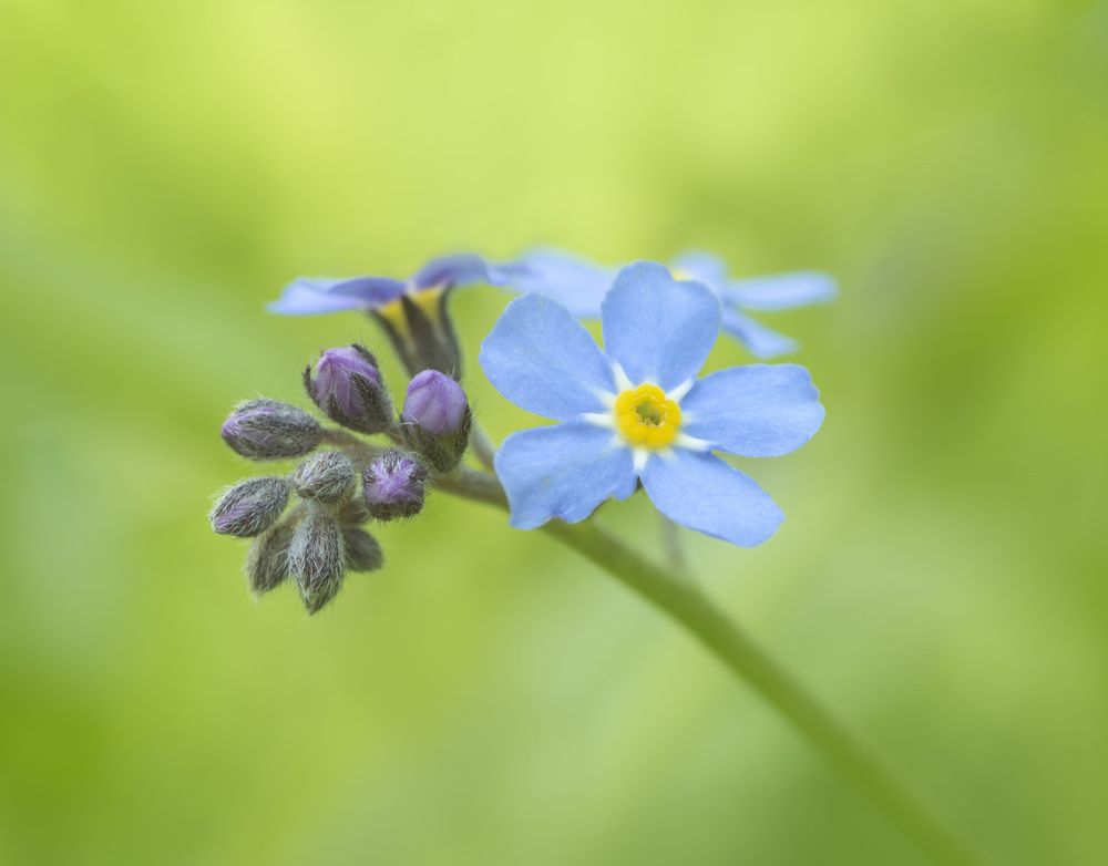Фотография автора Бонина Ольга