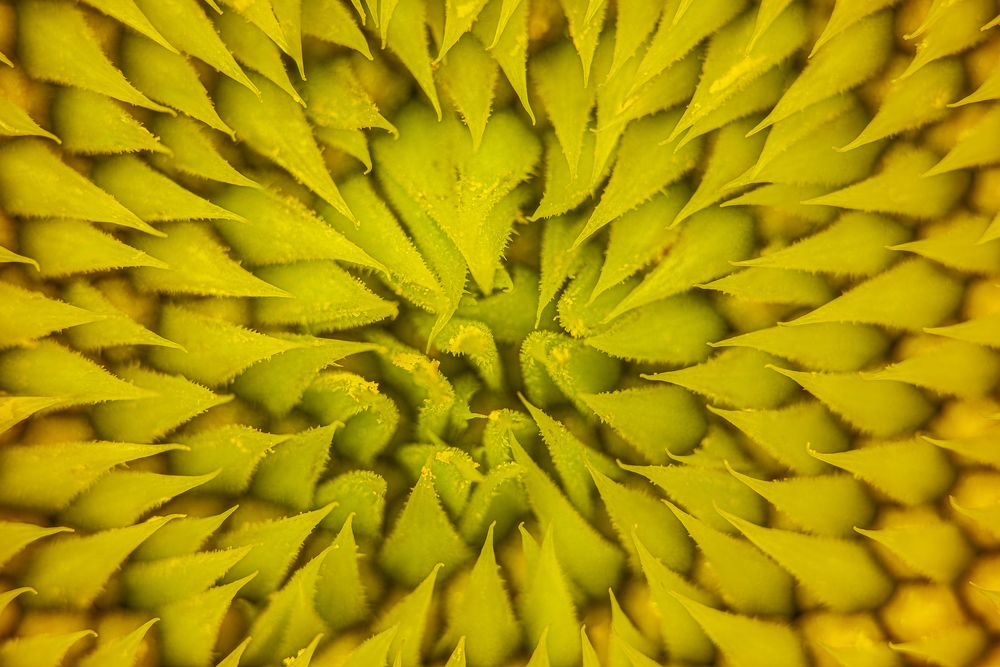 Photograph by Luca Menotti