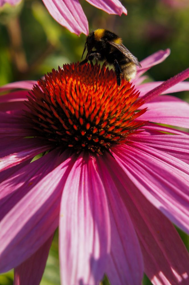 Фотография автора Ксения