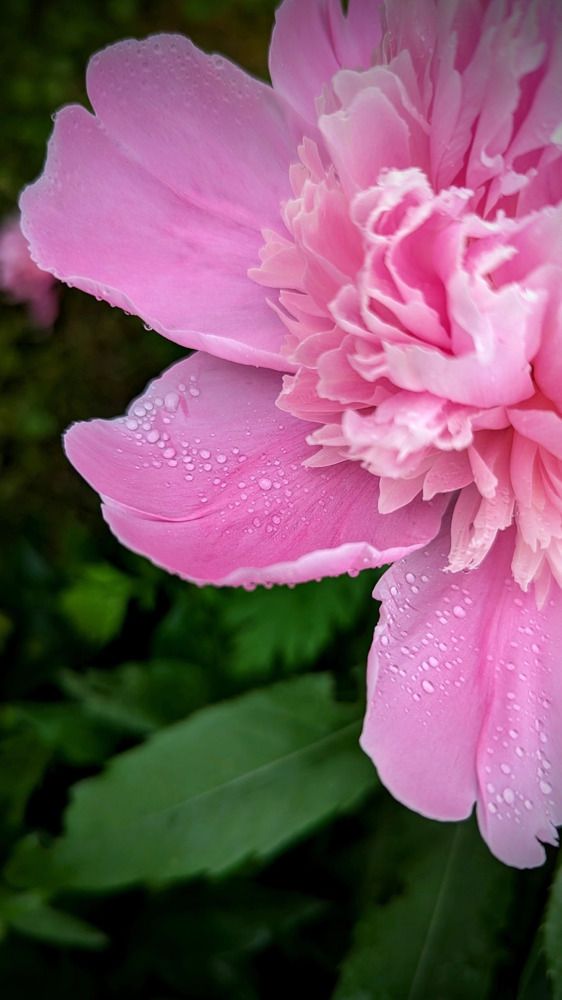 Photograph by Людмила Панюхина