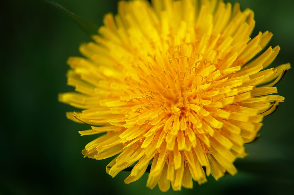 Photograph by Марина Фрейман