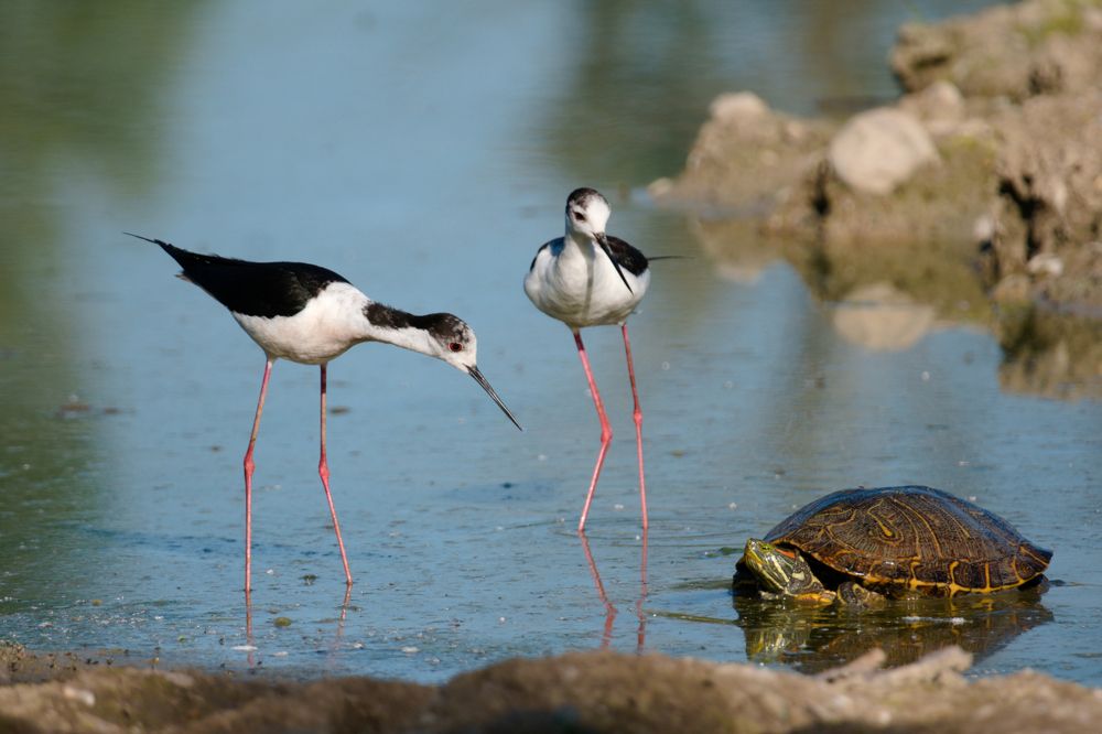 Photograph by Martino