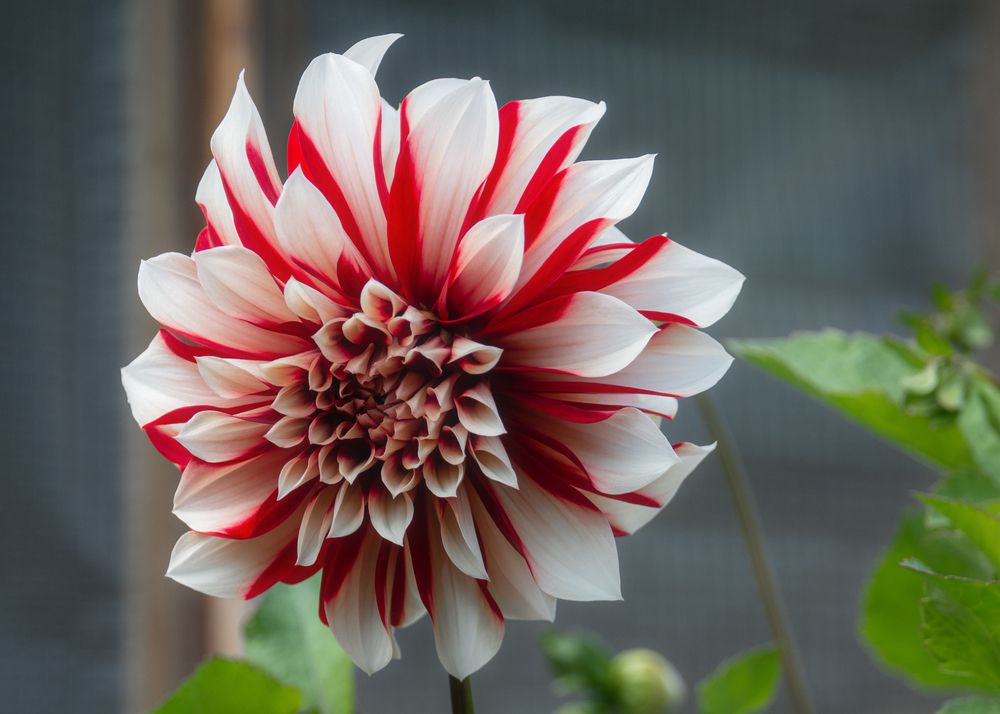 Photograph by Sergey Lebedev