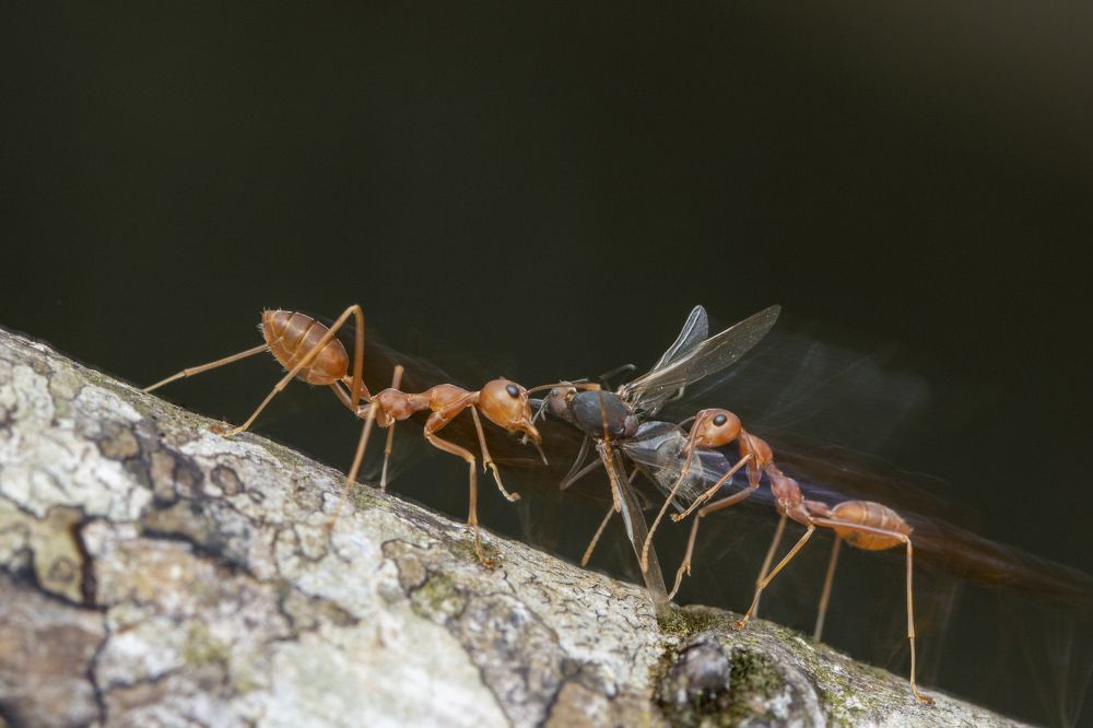 Фотография автора Rajeev Amaratunga