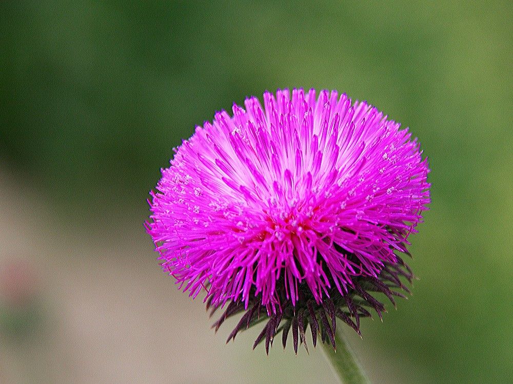 Photograph by Лариса Фомина