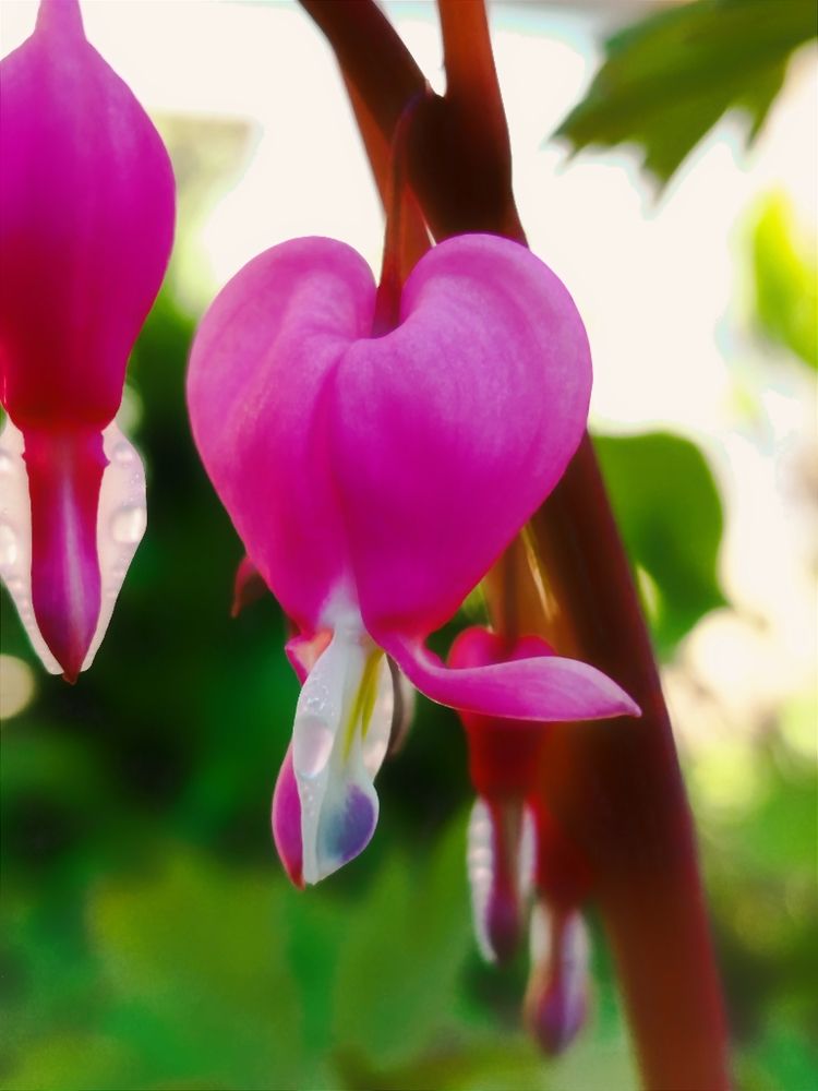 Фотография автора JELENA VASIC