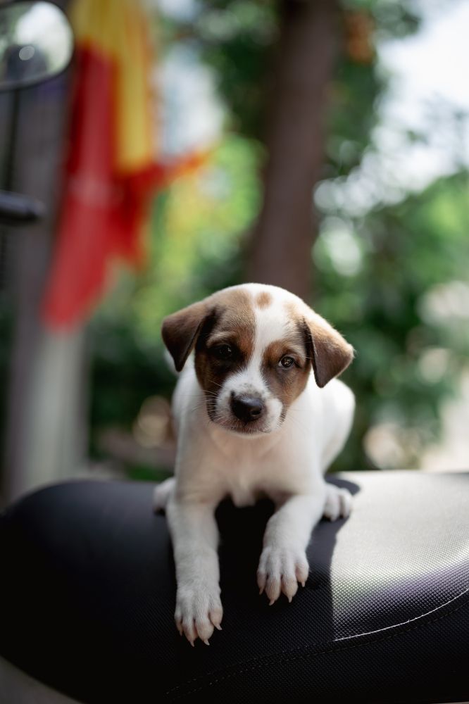 Photograph by Nguyen Sang