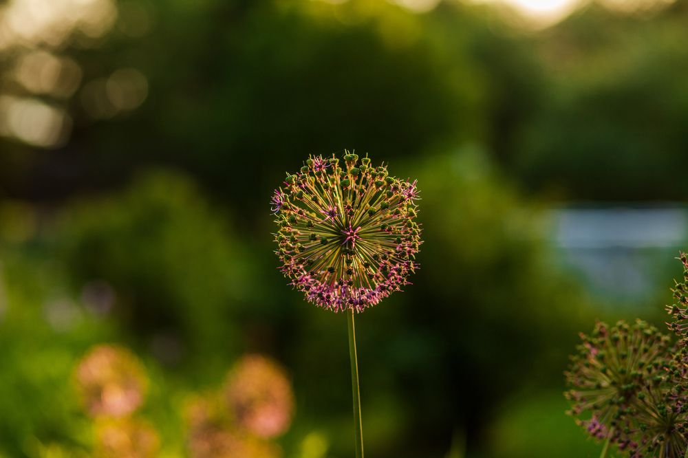 Photograph by Алексей Чеботарев