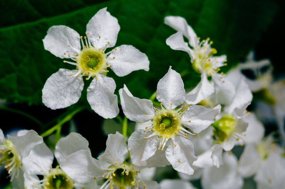 Photograph by Алексей Чеботарев