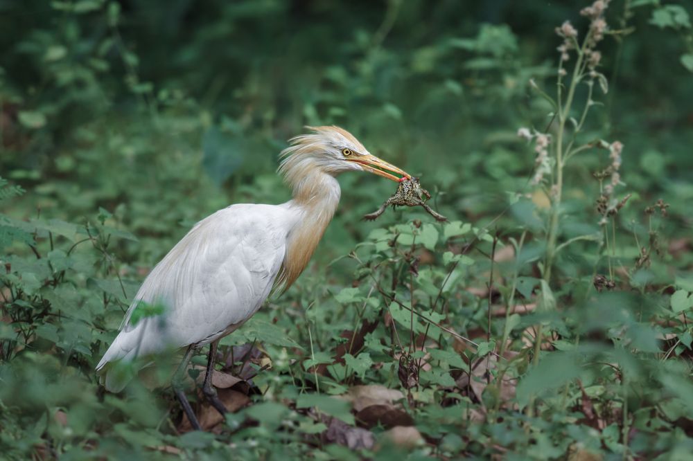Photograph by Siddhartha Roy Choudhury