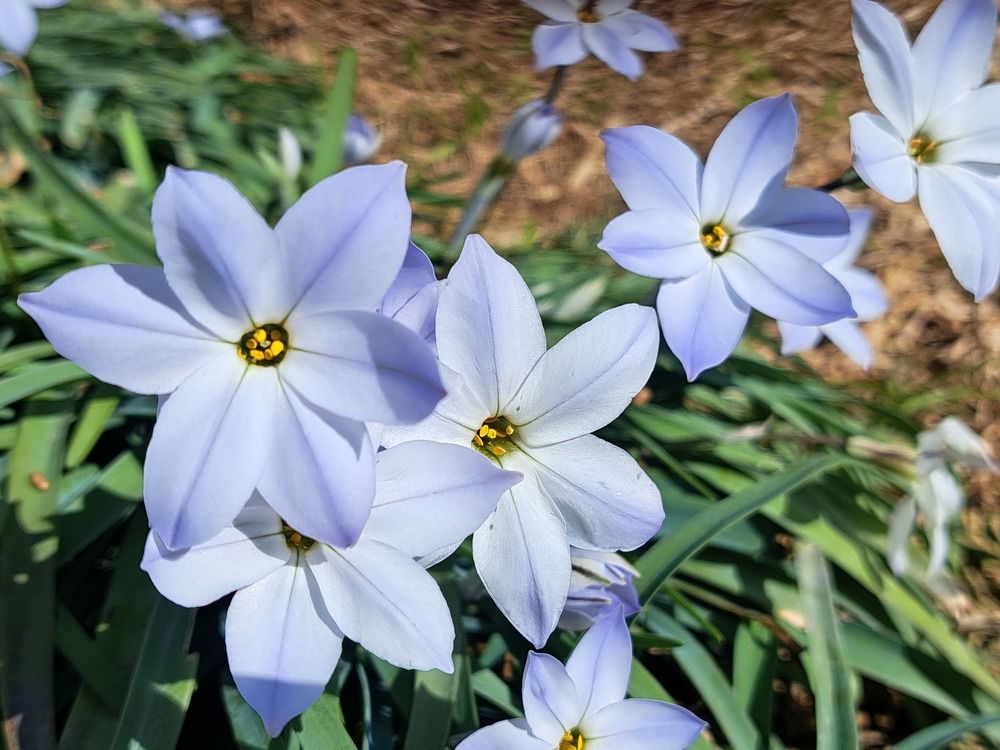 Фотография автора gustavo pecelis