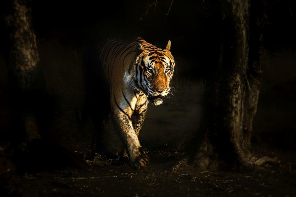 Photograph by Tanusri RoyChowdhury