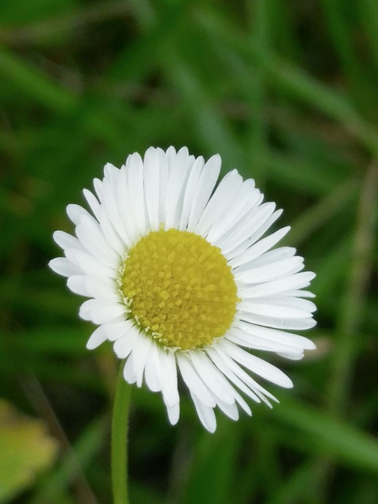 Полевой цветок