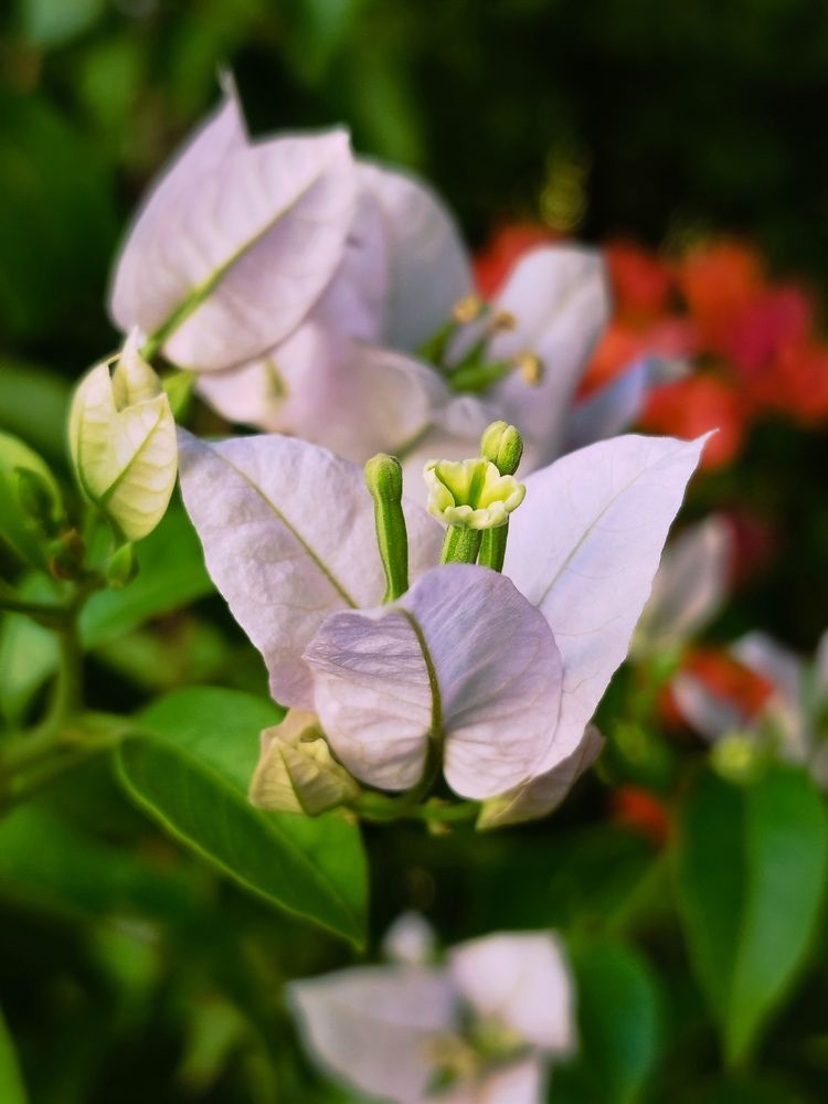 Фотография автора JELENA VASIC