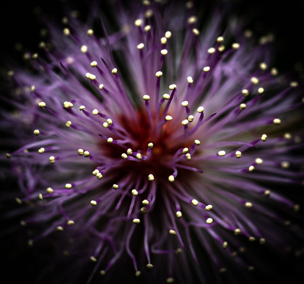 Photograph by Hirak Mitra