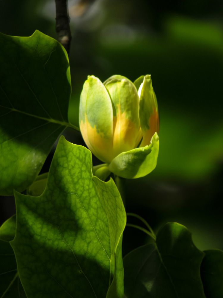 Photograph by Раиса Николаева