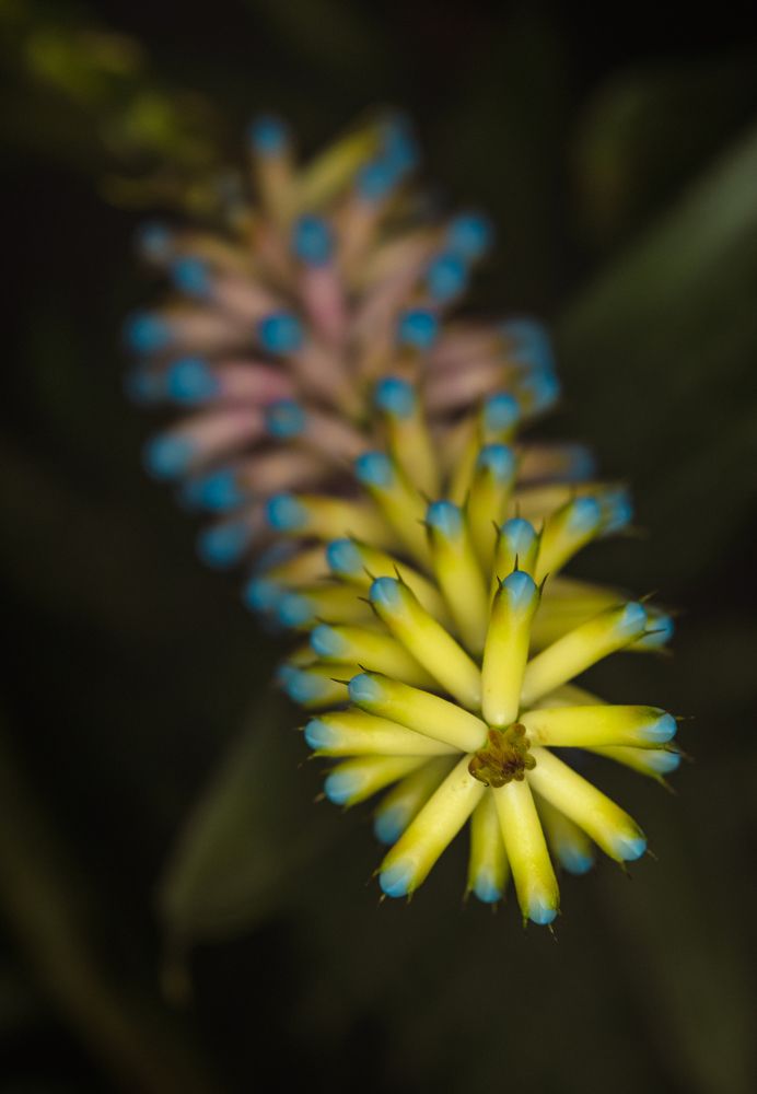 Photograph by Susie Castellano