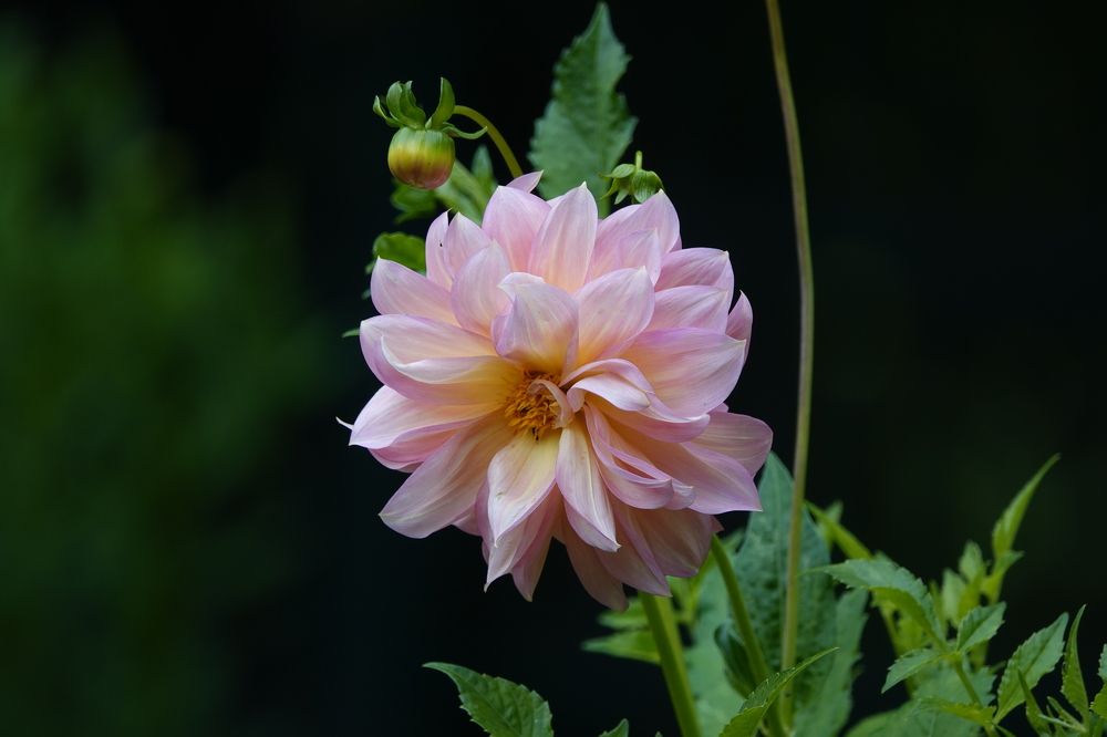 Photograph by Zakharov Matvey