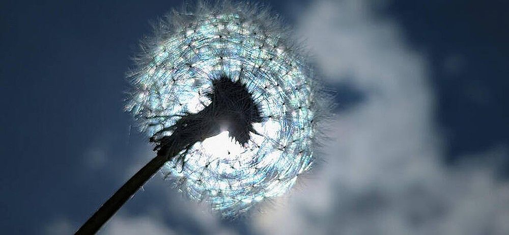 Dandelion in the sunlight
