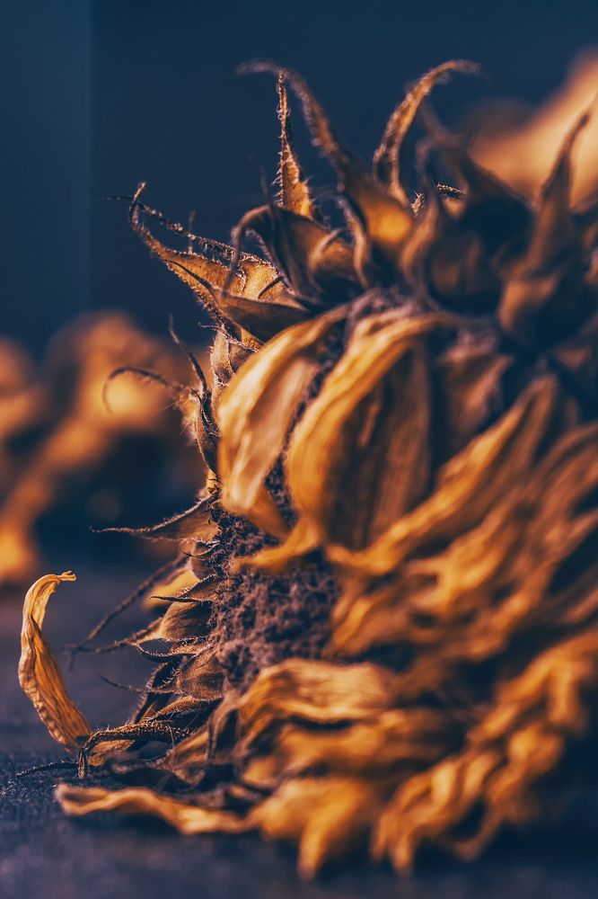 Photograph by Lana Soldatova