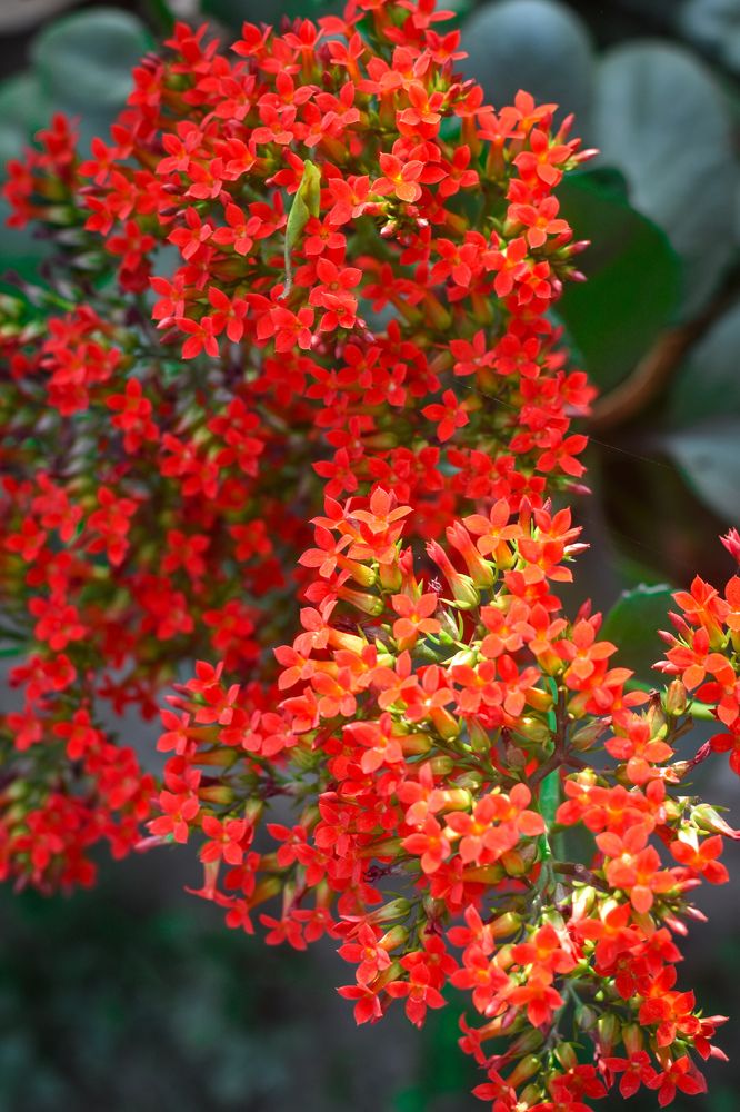 Photograph by Hasan Mehedi Amin